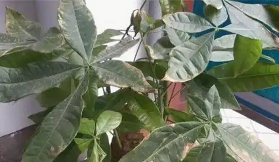 發財樹的葉子發黃斑病變,很多人以為是這個原因引起的,其實不是
