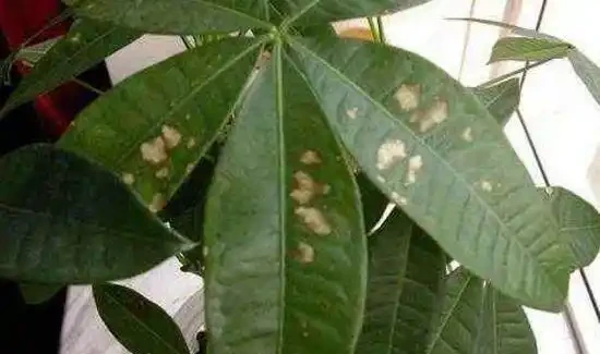 發財樹的葉子發黃斑病變,很多人以為是這個原因引起的,其實不是