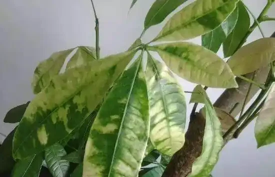 發財樹的葉子發黃斑病變,很多人以為是這個原因引起的,其實不是