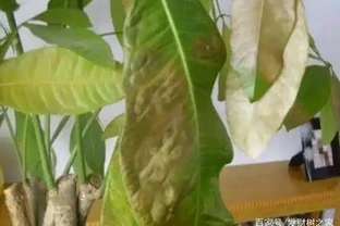 發財樹的葉子發黃斑病變，很多人以為是這個原因引起的，其實不是