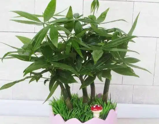 家裡養發財樹好嗎,發財樹對人有什麼好處/美化家居