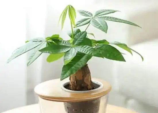 家裡養發財樹好嗎,發財樹對人有什麼好處/美化家居