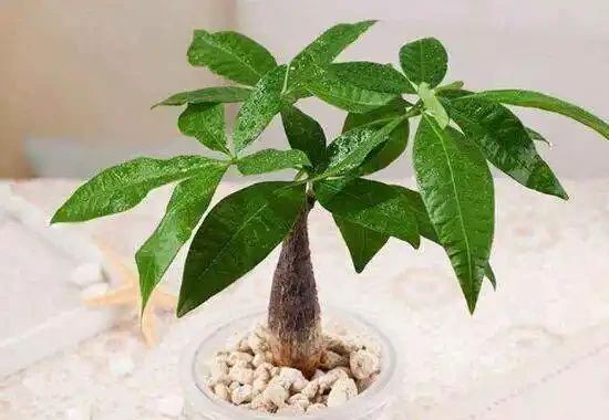 家裡養發財樹好嗎,發財樹對人有什麼好處/美化家居