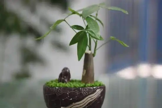 家裡養發財樹好嗎,發財樹對人有什麼好處/美化家居