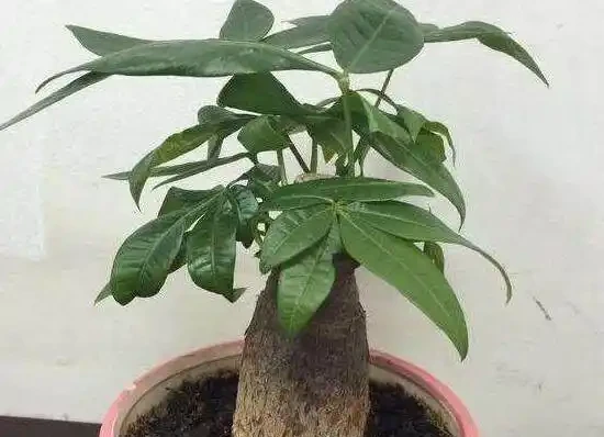 家裡養發財樹好嗎,發財樹對人有什麼好處/美化家居