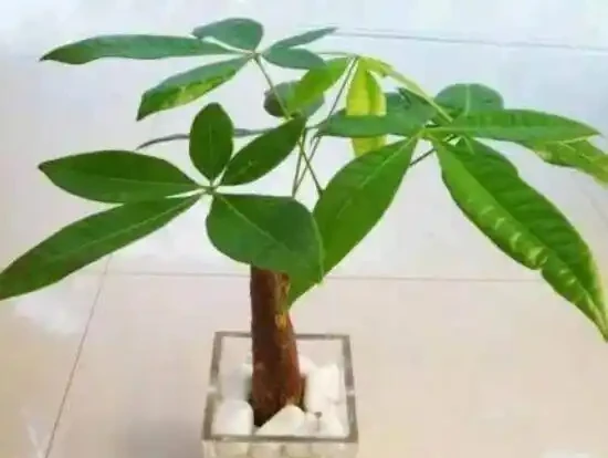 家裡養發財樹好嗎,發財樹對人有什麼好處/美化家居