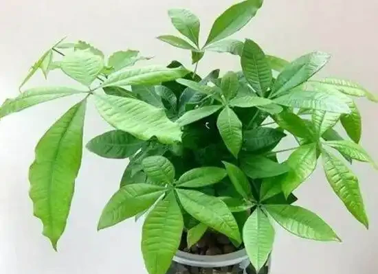 家裡養發財樹好嗎,發財樹對人有什麼好處/美化家居