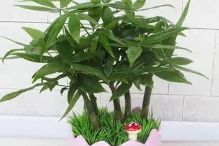 家裡養發財樹好嗎，發財樹對人有什麼好處/美化家居