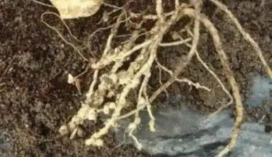 發財樹常見病蟲害有哪些，發財樹病蟲害防治技巧