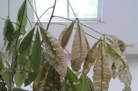 發財樹常見病蟲害有哪些，發財樹病蟲害防治技巧