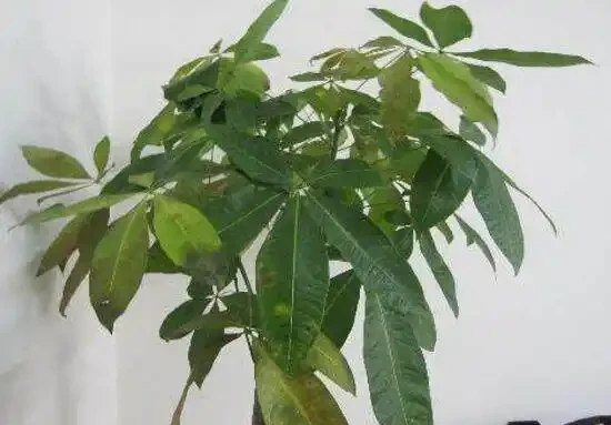 發財樹常見病蟲害有哪些，發財樹病蟲害防治技巧