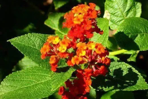 這9種花種院子裡特別容易養護,大部分能常年開花