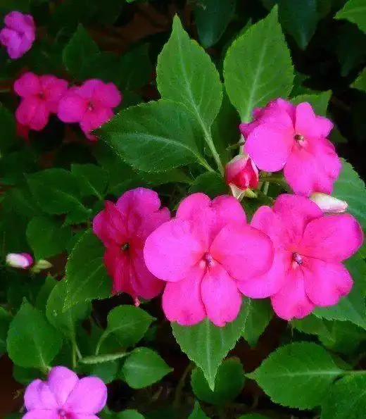 這9種花種院子裡特別容易養護,大部分能常年開花