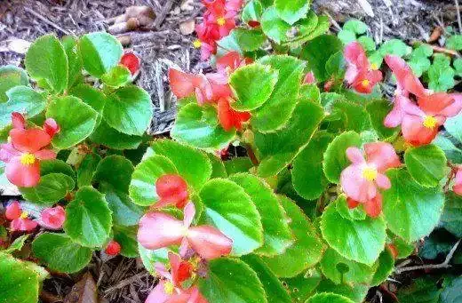 這9種花種院子裡特別容易養護,大部分能常年開花