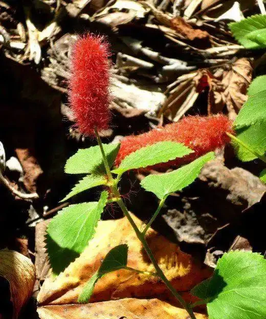這9種花種院子裡特別容易養護,大部分能常年開花