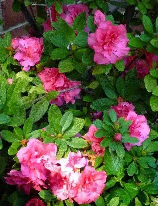 這9種花種院子裡特別容易養護,大部分能常年開花