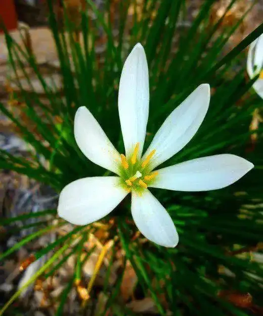 這9種花種院子裡特別容易養護,大部分能常年開花