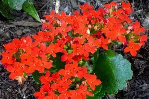 這9種花種院子裡特別容易養護,大部分能常年開花