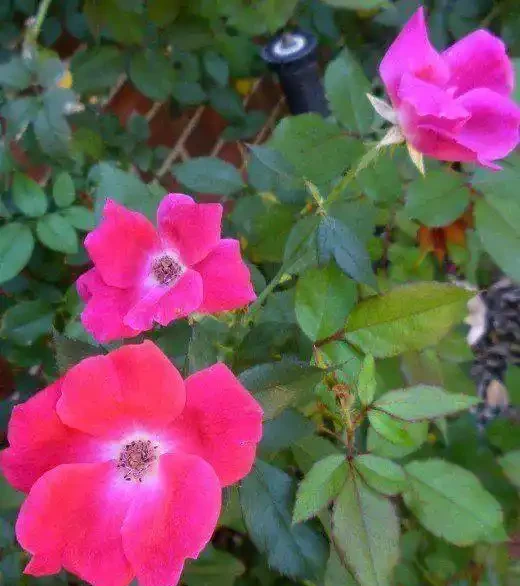 這9種花種院子裡特別容易養護,大部分能常年開花