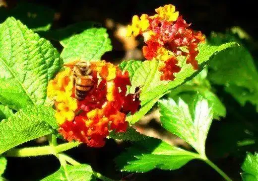 這9種花種院子裡特別容易養護,大部分能常年開花