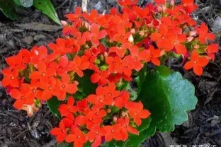 這9種花種院子裡特別容易養護，大部分能常年開花
