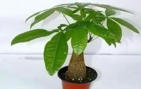 發財樹怎麼施肥，才能讓發財樹充分吸收更多的養料