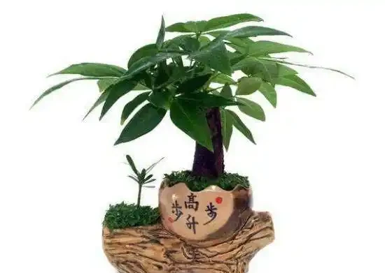 發財樹怎麼施肥，才能讓發財樹充分吸收更多的養料