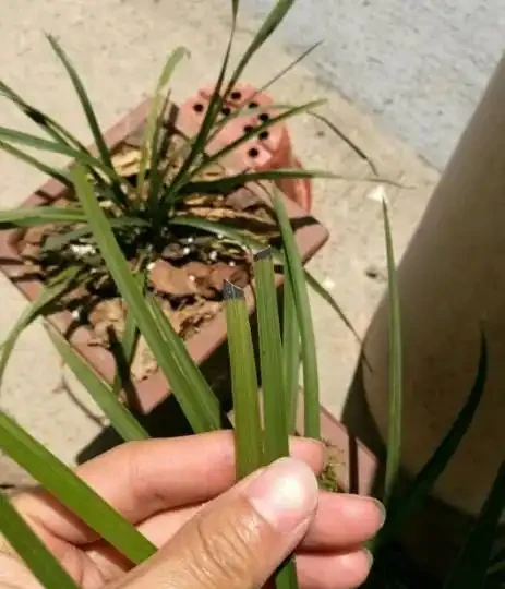 蘭花如果葉尖發黑，原因有這幾點，處理一下，恢復很簡單