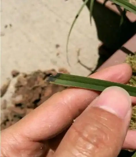 蘭花如果葉尖發黑，原因有這幾點，處理一下，恢復很簡單