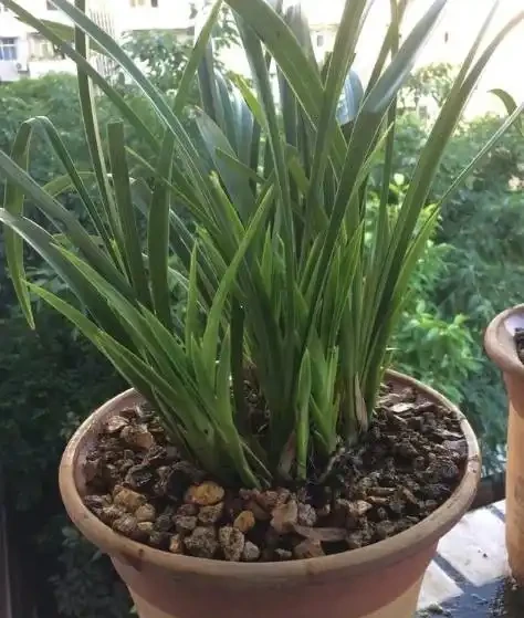 蘭花如果葉尖發黑，原因有這幾點，處理一下，恢復很簡單