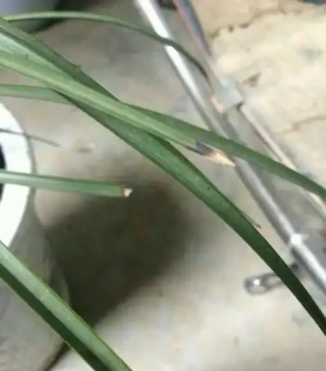 蘭花如果葉尖發黑，原因有這幾點，處理一下，恢復很簡單