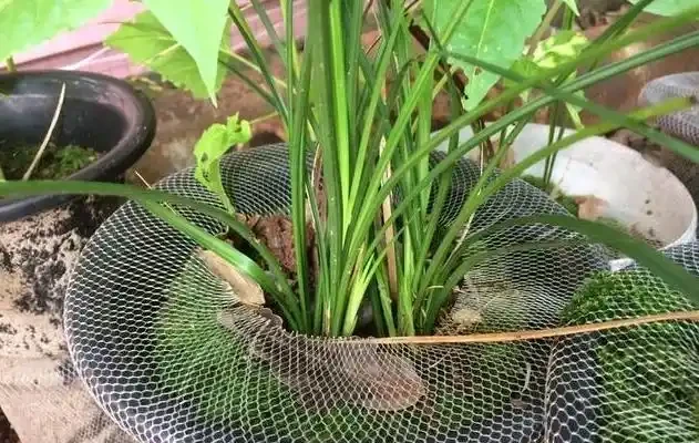 蘭花如果葉尖發黑，原因有這幾點，處理一下，恢復很簡單