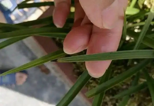 蘭花如果葉尖發黑，原因有這幾點，處理一下，恢復很簡單