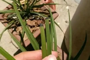 蘭花如果葉尖發黑，原因有這幾點，處理一下，恢復很簡單
