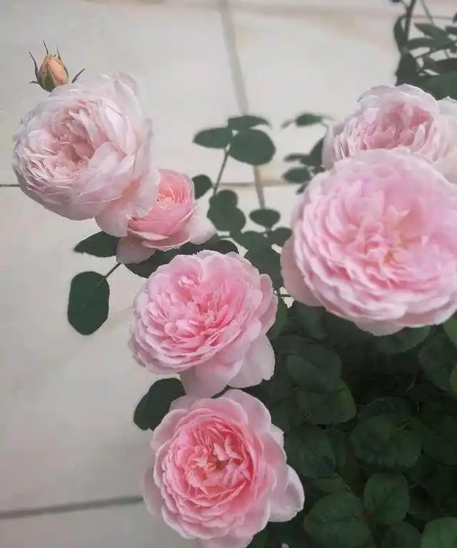 修剪玫瑰,分2個時期,每個都得「精細」