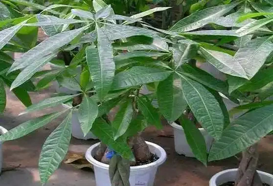 發財樹如何施肥,三種小妙招能讓你的發財樹「發財」