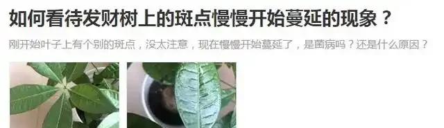 教你一招,防止發財樹出現白斑點,長的好,葉子又大又油綠