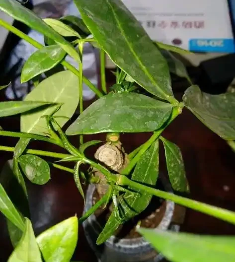 教你一招,防止發財樹出現白斑點,長的好,葉子又大又油綠