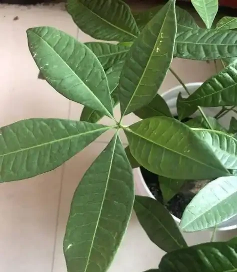 教你一招,防止發財樹出現白斑點,長的好,葉子又大又油綠