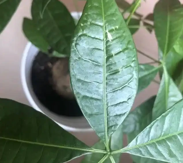 教你一招,防止發財樹出現白斑點,長的好,葉子又大又油綠