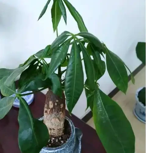 教你一招,防止發財樹出現白斑點,長的好,葉子又大又油綠