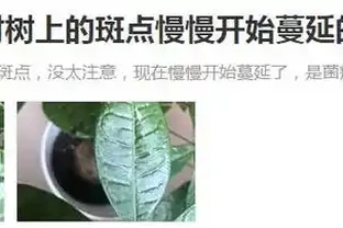 教你一招，防止發財樹出現白斑點，長的好，葉子又大又油綠