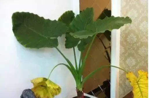 海芋黃葉醜爆了，3招解決，葉子綠油油！