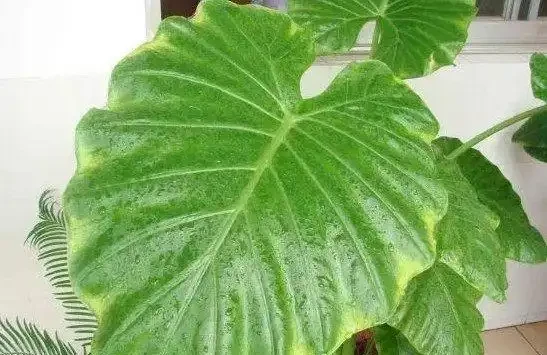 海芋黃葉醜爆了，3招解決，葉子綠油油！