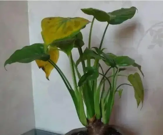 海芋黃葉醜爆了，3招解決，葉子綠油油！