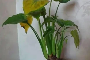 海芋黃葉醜爆了，3招解決，葉子綠油油！