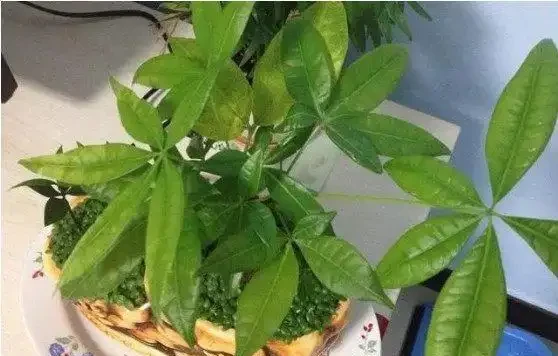 發財樹掉葉,禿成光棍樹,3個小動作起死回生!