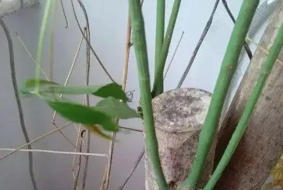 發財樹掉葉,禿成光棍樹,3個小動作起死回生!
