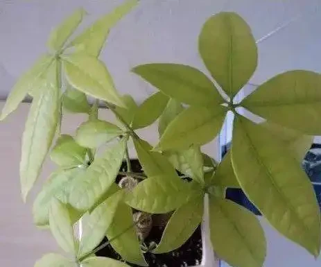 發財樹掉葉,禿成光棍樹,3個小動作起死回生!