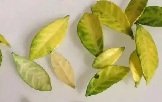 發財樹掉葉,禿成光棍樹,3個小動作起死回生!